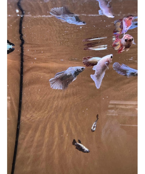 Kampfisk hun mix 1 stk