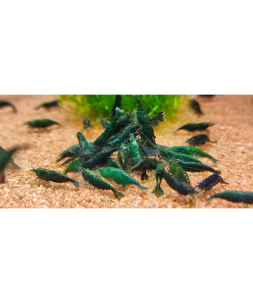 Neocaridina davidi - Green Jade "high grade"