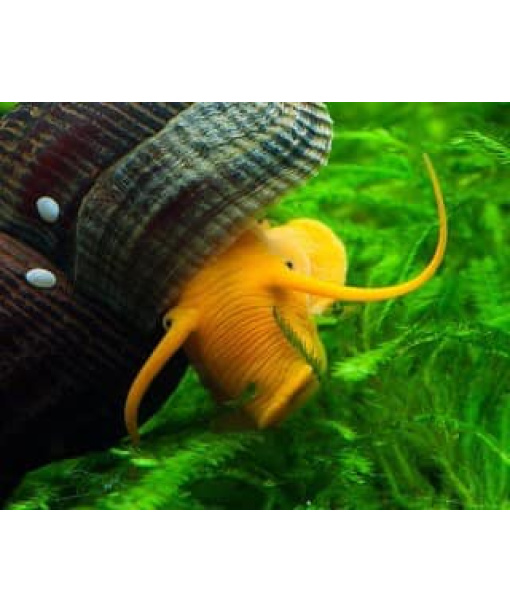 Orange elefant snegle – Tylomelania 1 stk Grade AA