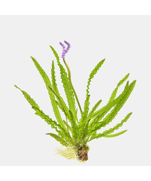 Aponogeton longiplumulosus "Knold"