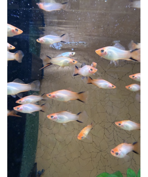xiphophorus helleri sværdrager Pink Comet 1 stk