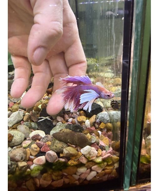 kampfisk Super delta dumbo 1 stk lavendel/hvid