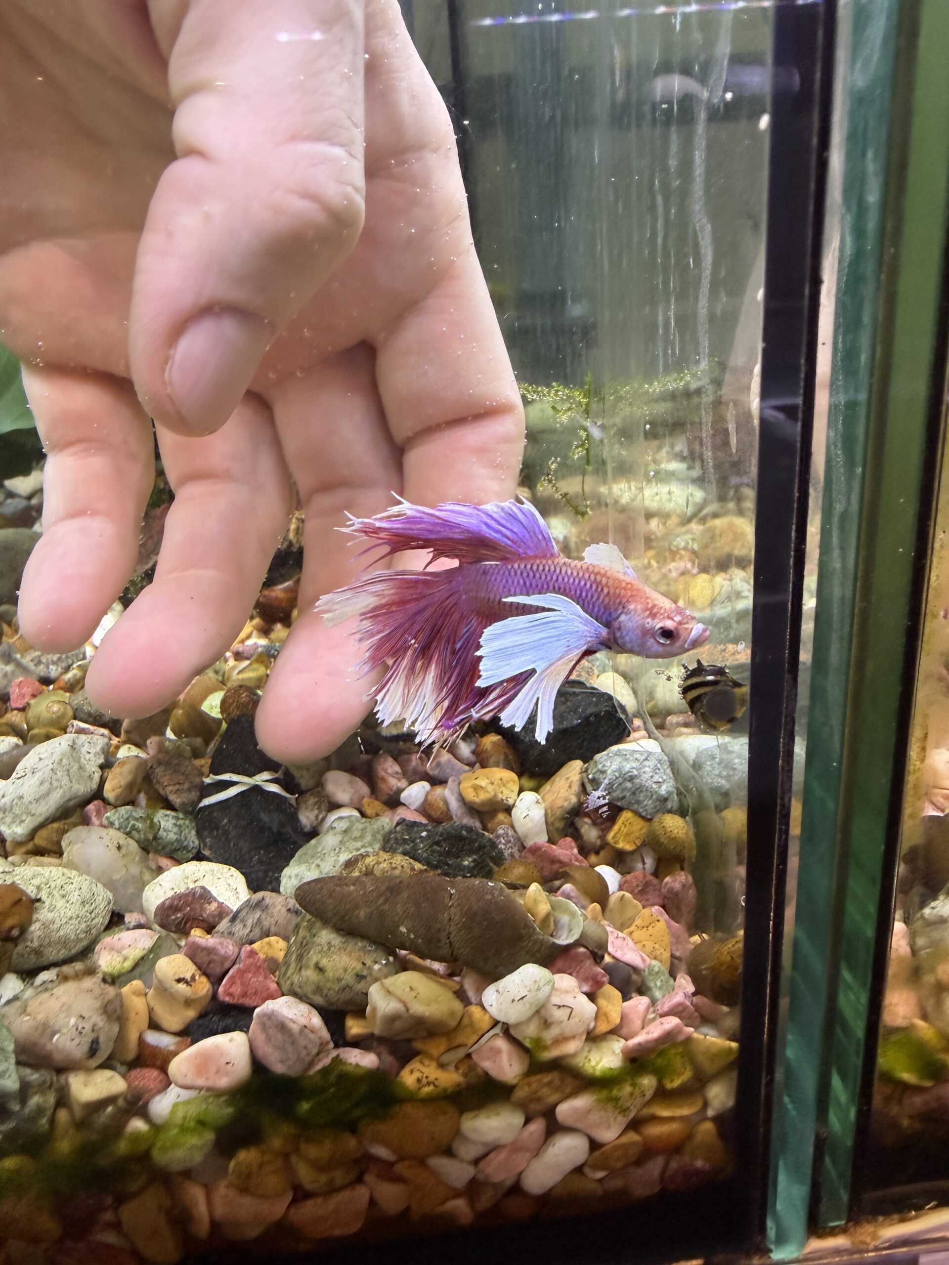 kampfisk Super delta dumbo 1 stk lavendel/hvid