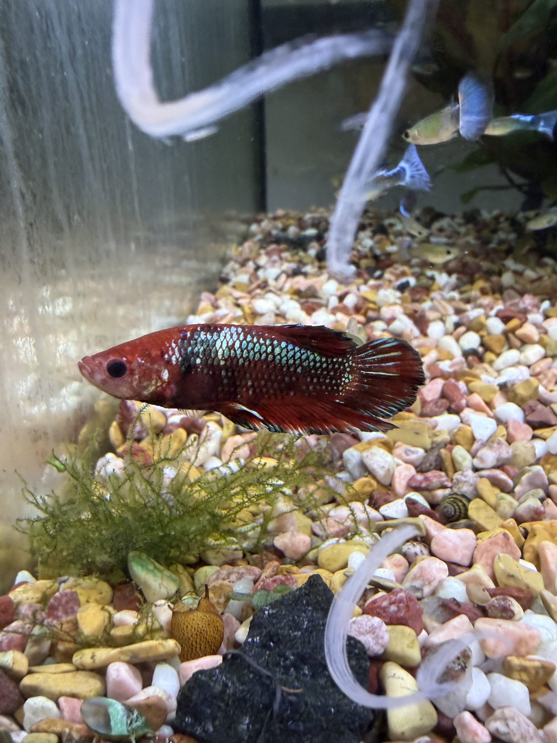 kampfisk HMPK 1 stk
