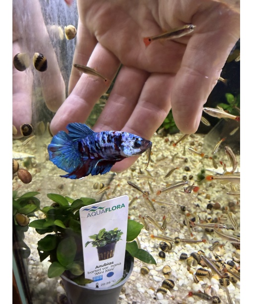 Kampfisk Han HMPK koi (blue) 1 stk