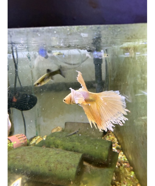 kampfisk Super delta dumbo 1 stk gold