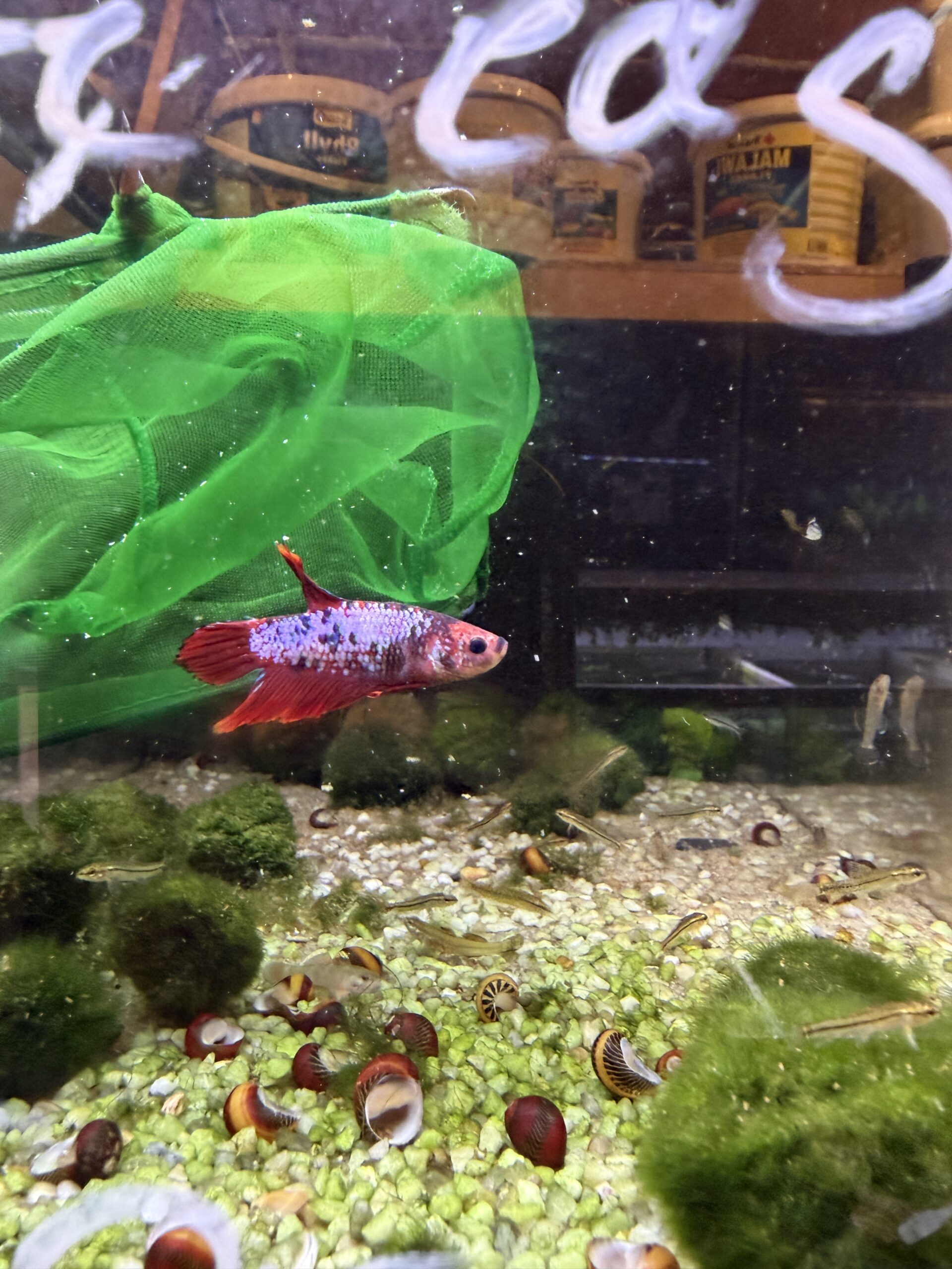 kampfisk HMPK 1 stk
