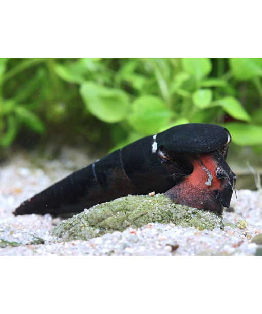 Faunus sp. lava 1 stk