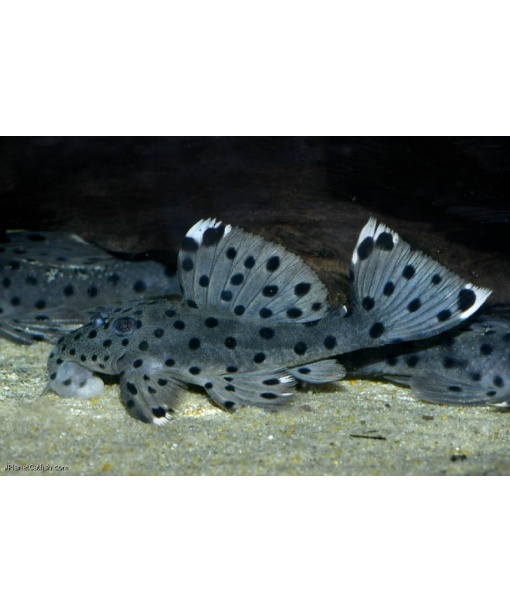 L264 Leporacanthicus joselimai 4-5 cm cirka