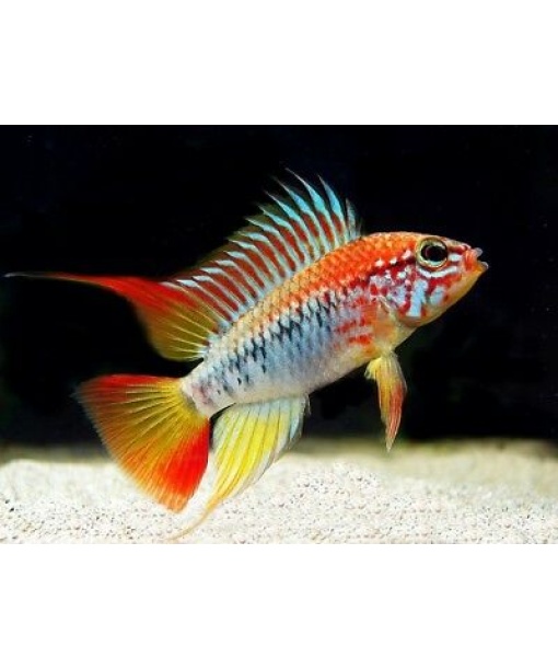 Apistogramma sp. viejita