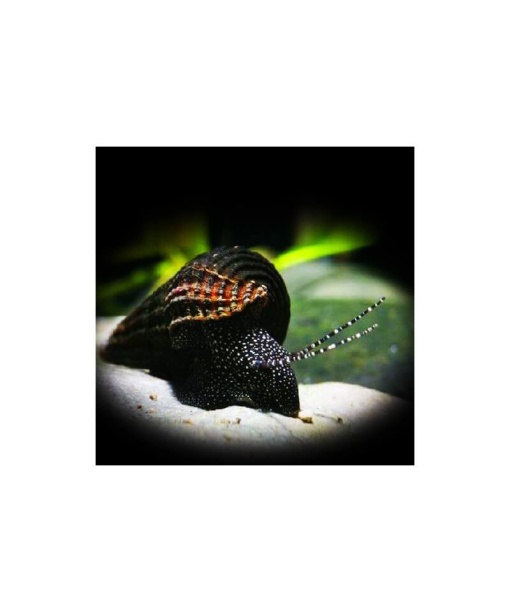 Tylomelania White spot elefant snegl 1 stk **** Torsdags tilbud ****