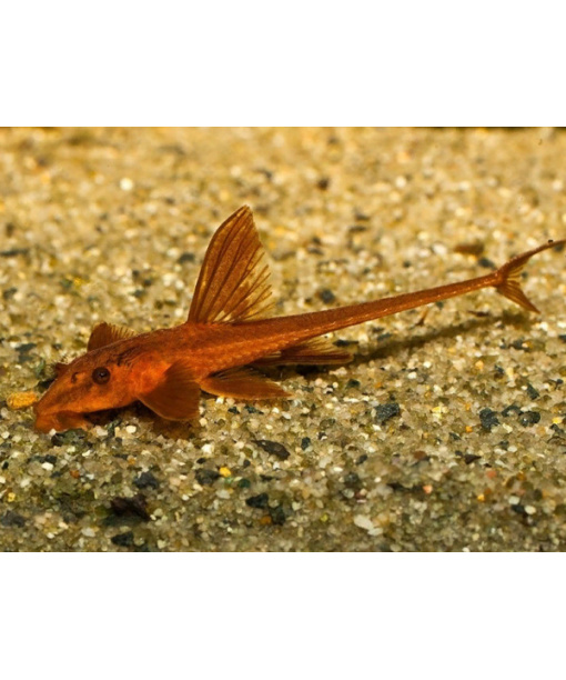 Rineloricaria sp. Red Lizard, L010a/L10a 1 stk