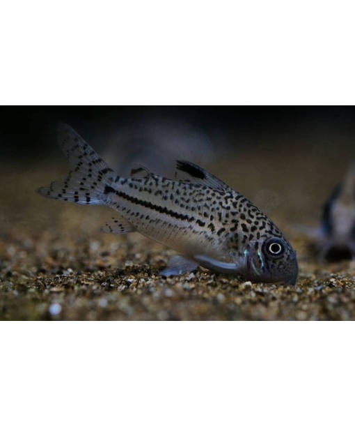 Corydoras trilineatus