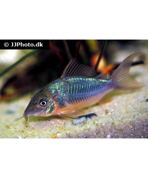 Brochis splendens opdræt