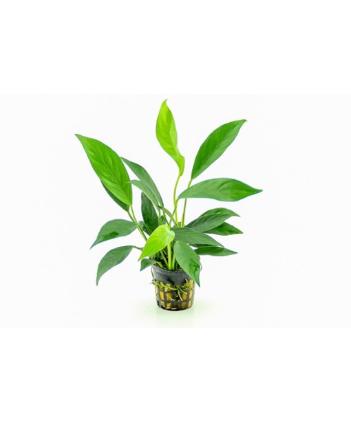 Anubias barteri var. glabra