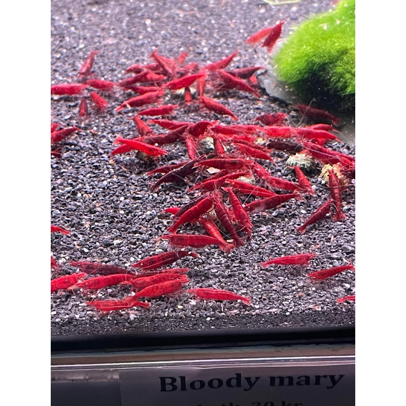 10 Gamberi Bloody Mary Neocaridina Davidi - Colore Rosso Intenso, Allevati In Francia, Per Acquario Acqua Dolce