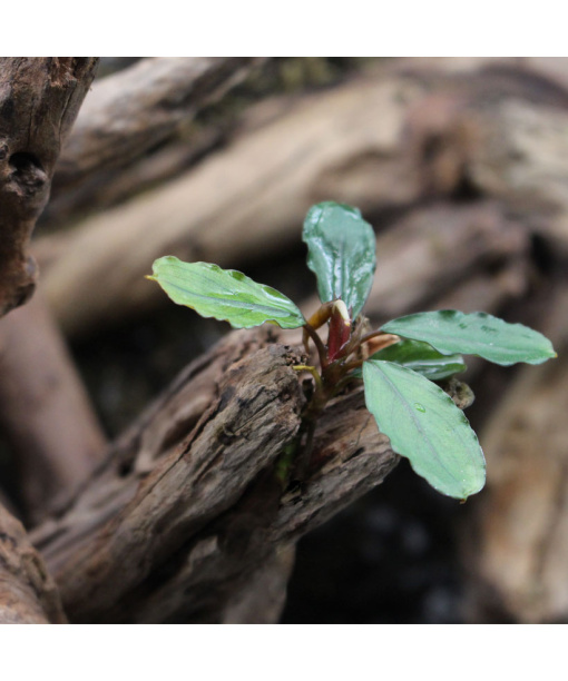 bucephalandra sp lo black