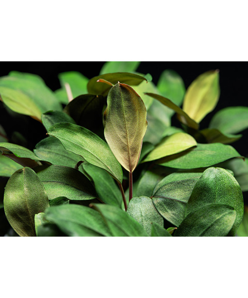 bucephalandra sp melawi fine edge