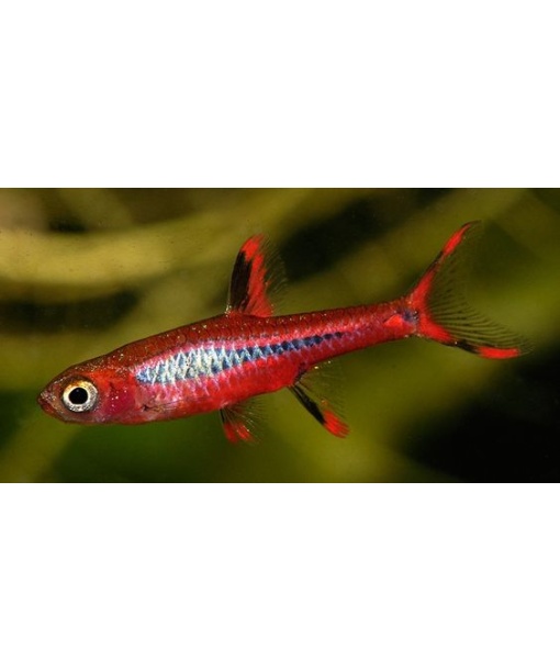 rasbora brigittae "chili rasbora" VF