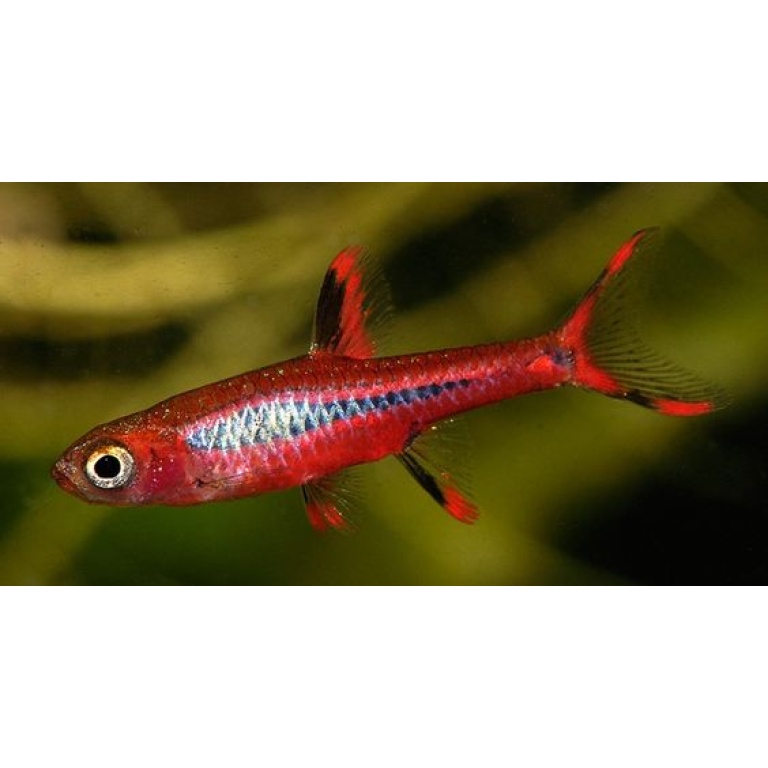 rasbora brigittae 