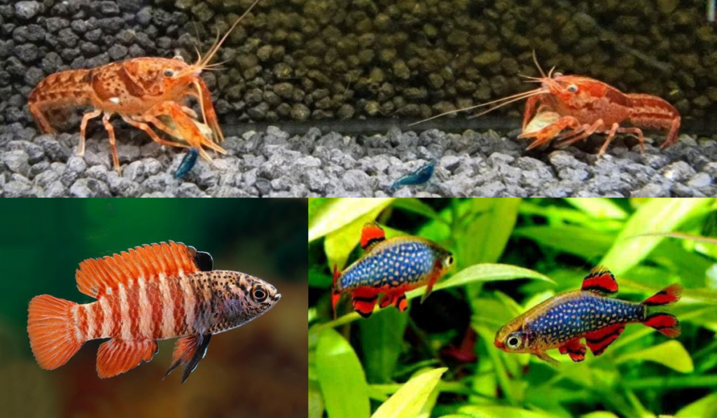 Små krebs og fisk - til meget små priser