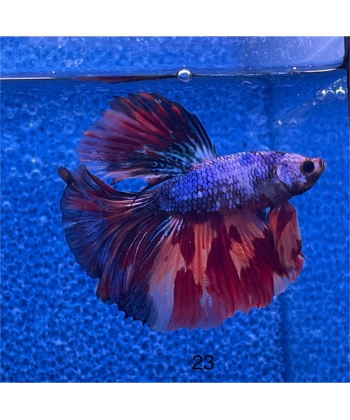 Betta