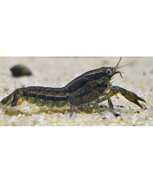 Cambarellus texanus dværgkrabs (cpo) - blue light 1 stk