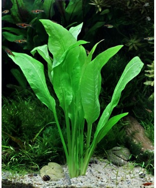 Echinodorus grisebachii ‘Bleherae‘