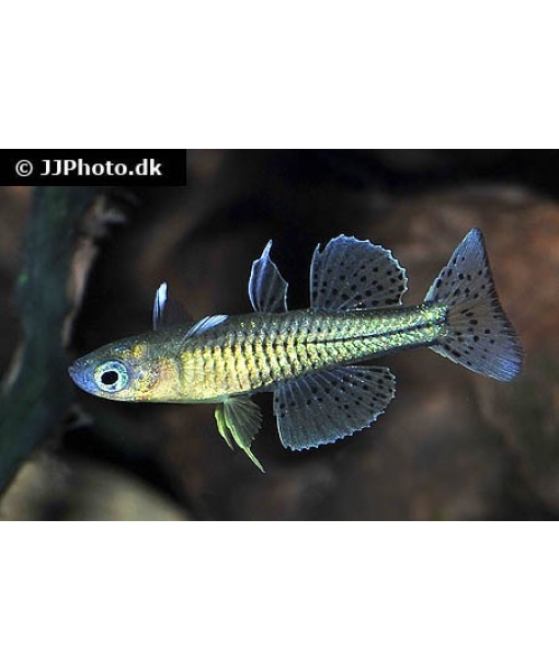 Regnbuefisk Pseudomugil gertrudae Aru II