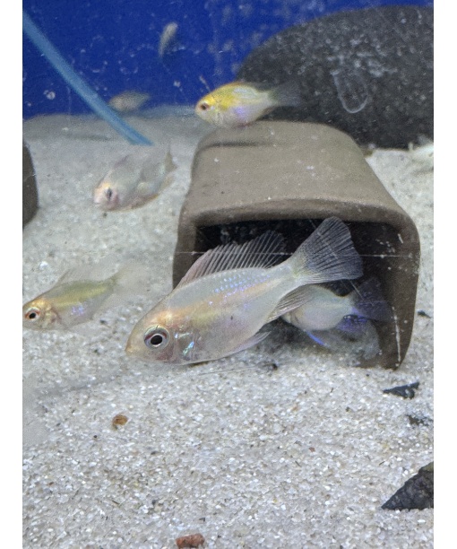 Sommerfuglecichlid “Gold”