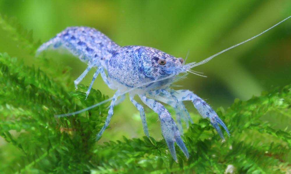 Sådan får du dine cambarellus diminutus cpo-krebs til at blive blålige