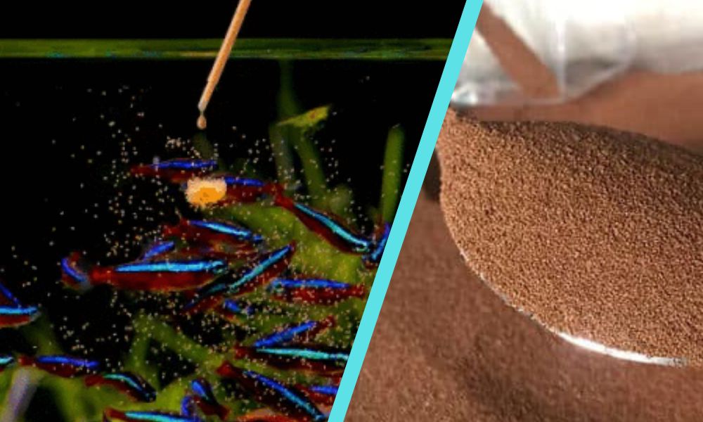 Artemia-æg til akvariet