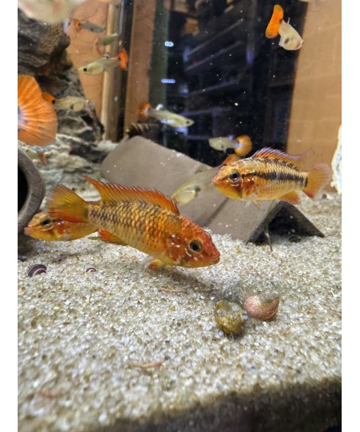 Apistogramma Macmasteri super red