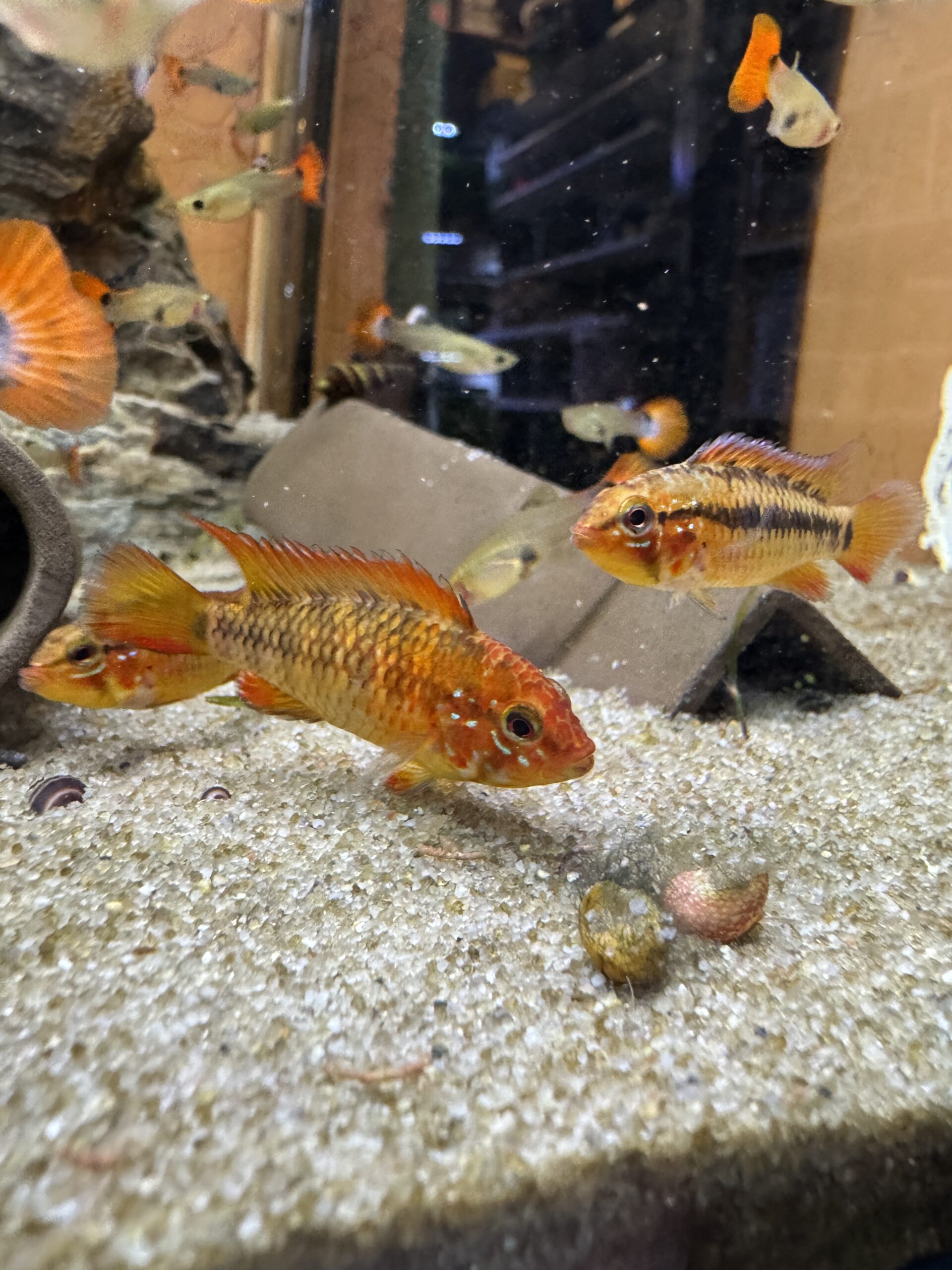 Apistogramma Macmasteri super red