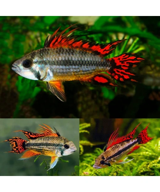 Apistogramma cacatuoides Super red 1 stk