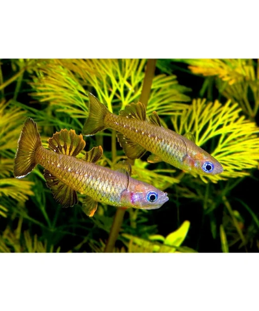 Regnbuefisk Pseudomugil Tenellus - blue eye -