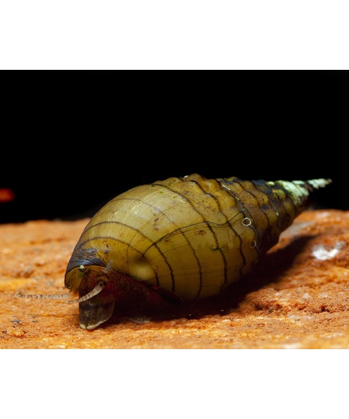 Spiky tower snegl - Tarebia lineata 1 stk