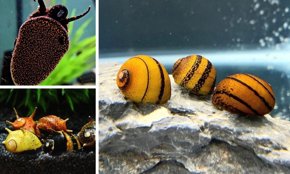 Nye oprydningssnegle på shoppen