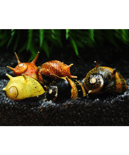 Clithon sp. mix 1 stk