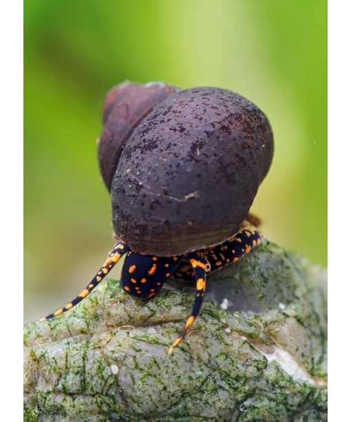 Blueberry snegl - Notopala sp.