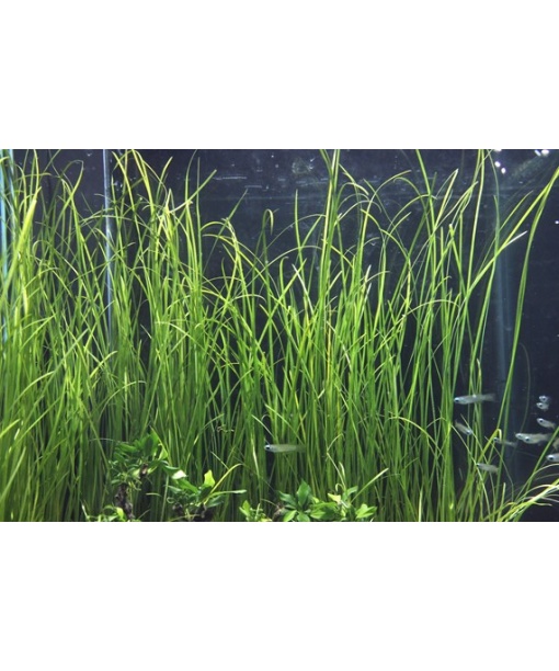 Vallisneria nana