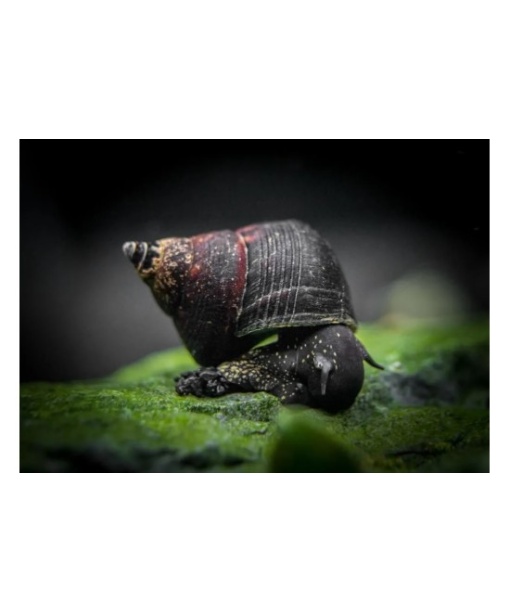 Tylomelania sinobartfeldi