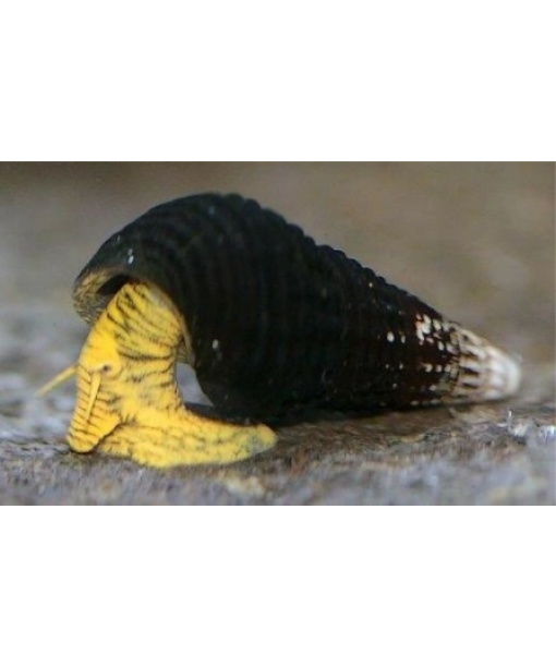 Tylomelania sp Yellow 1 stk **** Torsdags tilbud ****