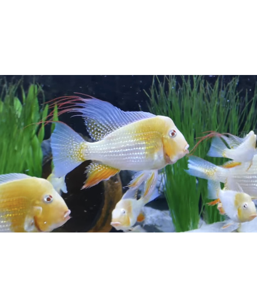 Acarichthys Heckelii "Gold Albino" 5-6 cm