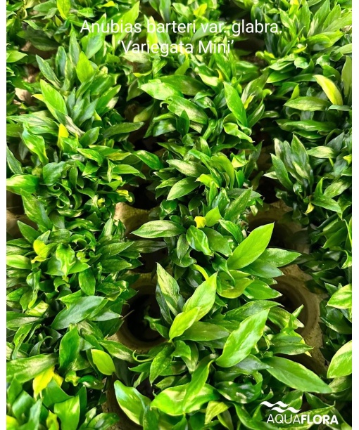 Anubias barteri var. glabra 'Variegata Mini'