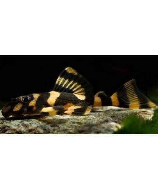 L168 Peckoltia sp Butterfly
