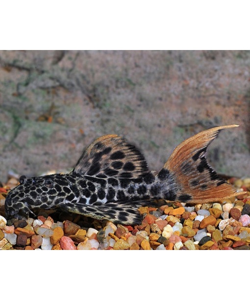 L114  Pseudacanthicus - leopard kaktus malle orange finner/hale 6-8