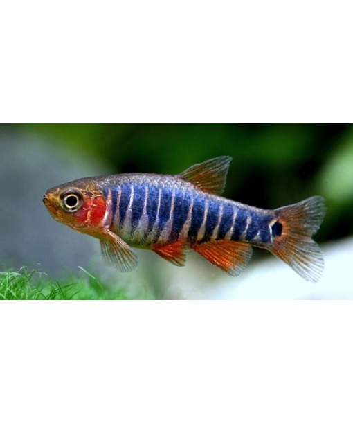 Smaragd dværgrasbora “Danio erythromicron”
