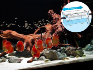 Smarte Fluval fødekasser til fiskeyngel