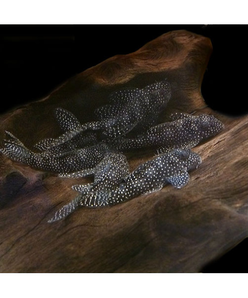 L262 Stardust Hypancistrus